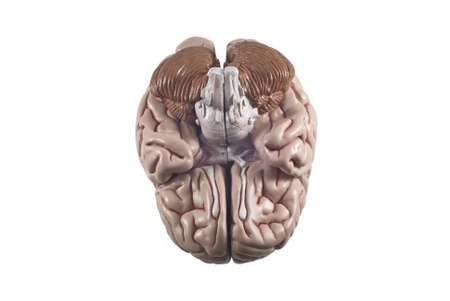 human brain model, isolatedの写真素材