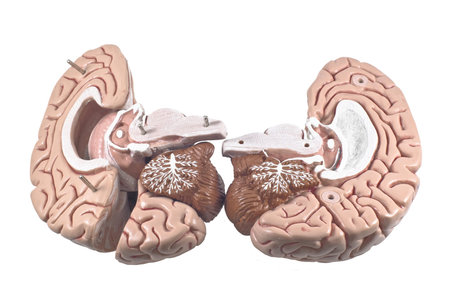 human brain model, isolated