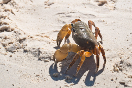 red crab(poo kai) on beach ,Tachai island, Similan island group, Phang nga, Thailand