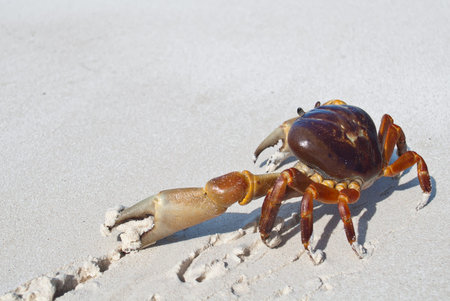 red crab(poo kai) on beach ,Tachai island, Similan island group, Phang nga, Thailand