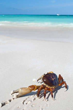 red crab(poo kai) on beach ,Tachai island, Similan island group, Phang nga, Thailandの写真素材