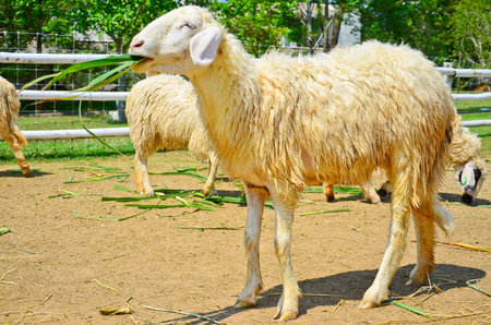 Sheep eating on a pastureの写真素材