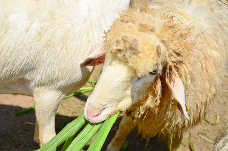 Sheep eating on a pastureの写真素材