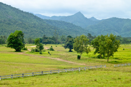 Beautiful landscape, fresh fir trees forest, green grass field, scenery valley in the mountains, clear blue sky, summer traveling conceptの写真素材
