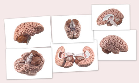 Collection of brain and skull isolated