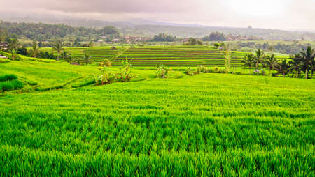 Bali - Jati Luwih Rice Terracesの写真素材