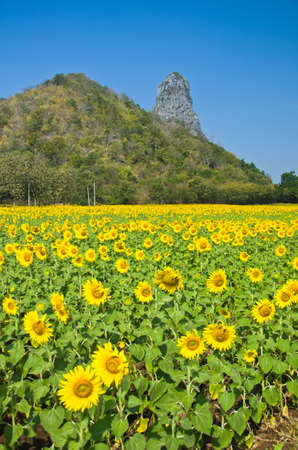 Beautiful Sunflower field in Lopburi, Thailandの写真素材