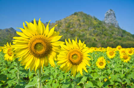 Beautiful Sunflower field in Lopburi, Thailandの写真素材