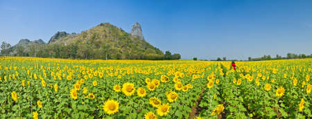 Panorama of Beautiful Sunflower field in Lopburi, Thailandの写真素材