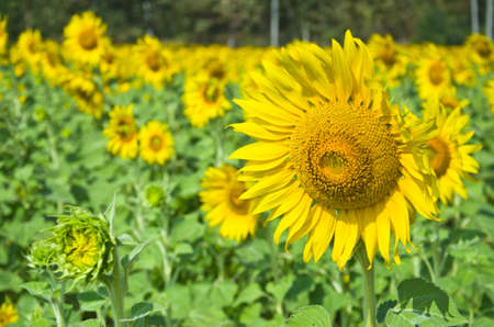 Beautiful Sunflower field in Lopburi, Thailandの写真素材