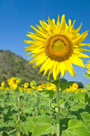 Beautiful Sunflower field in Lopburi, Thailandの写真素材