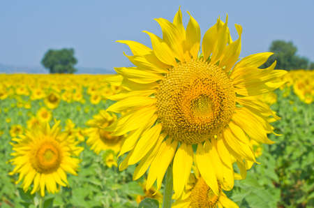 Beautiful Sunflower field in Lopburi, Thailandの写真素材