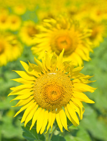 Beautiful Sunflower field in Lopburi, Thailandの写真素材