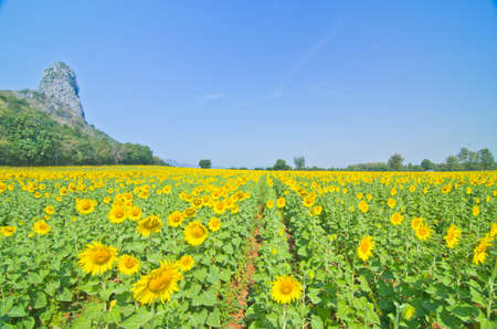 Beautiful Sunflower field in Lopburi, Thailandの写真素材