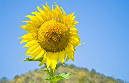 Beautiful Sunflower field in Lopburi, Thailandの写真素材