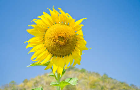 Beautiful Sunflower field in Lopburi, Thailandの写真素材