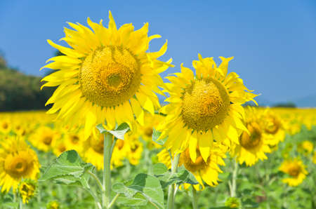 Beautiful Sunflower field in Lopburi, Thailandの写真素材