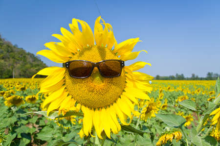 Beautiful Sunflower field in Lopburi, Thailandの写真素材