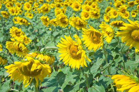 Beautiful Sunflower field in Lopburi, Thailandの写真素材