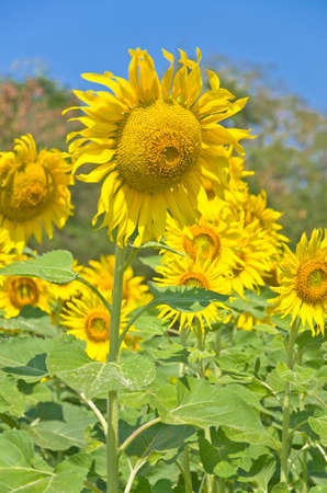 Beautiful Sunflower field in Lopburi, Thailandの写真素材