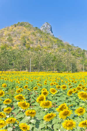 Beautiful Sunflower field in Lopburi, Thailandの写真素材