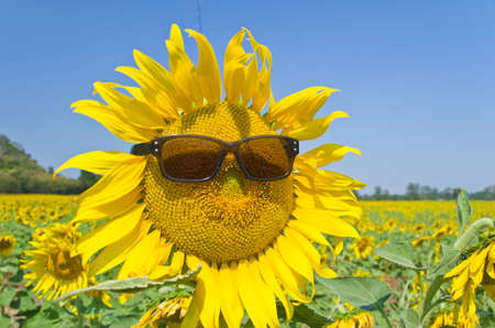 Beautiful Sunflower field in Lopburi, Thailandの写真素材