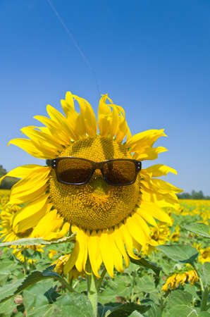 Beautiful Sunflower field in Lopburi, Thailandの写真素材