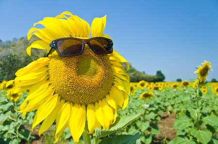Beautiful Sunflower field in Lopburi, Thailandの写真素材