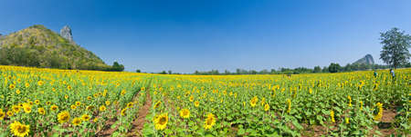 Panorama of Beautiful Sunflower field in Lopburi, Thailandの写真素材
