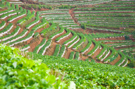 strawberry plantation at Doi Angkhang, Chiang Mai in Thailandの写真素材