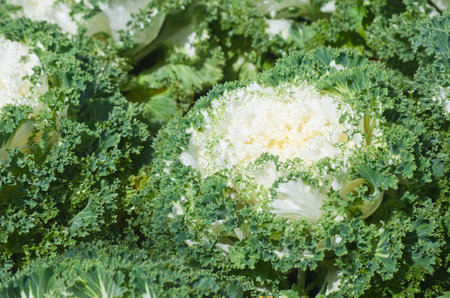 Beautiful Flowering Cabbage in the garden , Chiang Mai, Thailand
