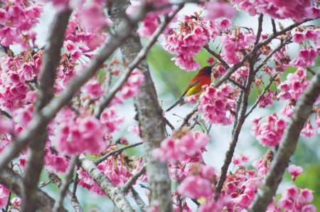 white-eye Bird on Cherry Blossom and sakuraの写真素材