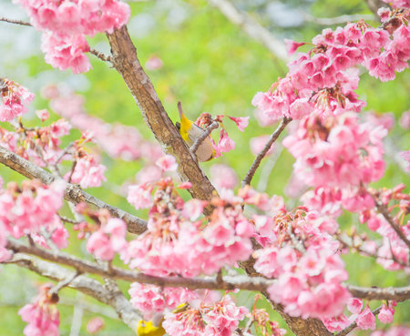 white-eye Bird on Cherry Blossom and sakura