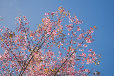 Himalayan Cherry (Prunus cerasoides) blooming at Doi Angkhang, Thailand. In Thailand we call 'Nang...