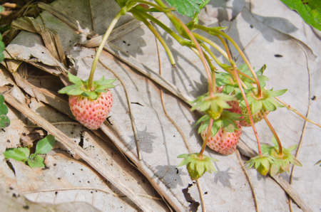 A strawberry on a teak leafの写真素材