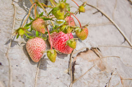 A strawberry on a teak leafの写真素材