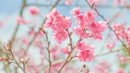 Himalayan Cherry (Prunus cerasoides) blooming at Doi Angkhang, Thailand. In Thailand we call 'Nang Paya Sua Krong' it mean 'Queen of royal tiger'の写真素材