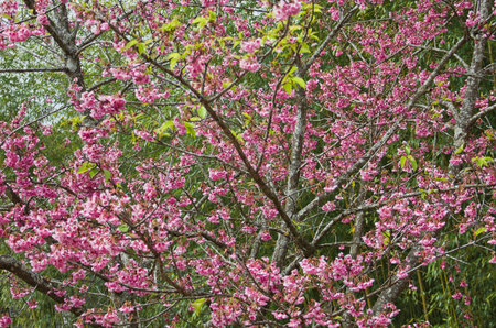 Himalayan Cherry (Prunus cerasoides) blooming at Doi Angkhang, Thailand. In Thailand we call 'Nang...