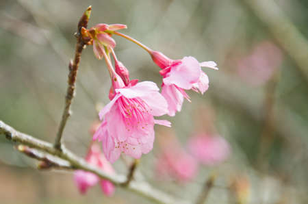 Himalayan Cherry (Prunus cerasoides) blooming at Doi Angkhang, Thailand. In Thailand we call 'Nang Paya Sua Krong' it mean 'Queen of royal tiger'の写真素材