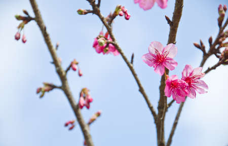 Himalayan Cherry (Prunus cerasoides) blooming at Doi Angkhang, Thailand. In Thailand we call 'Nang Paya Sua Krong' it mean 'Queen of royal tiger'の写真素材