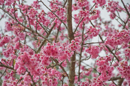 Himalayan Cherry (Prunus cerasoides) blooming at Doi Angkhang, Thailand. In Thailand we call 'Nang Paya Sua Krong' it mean 'Queen of royal tiger'の写真素材