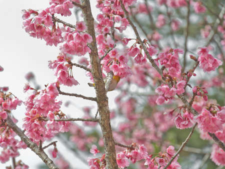 white-eye Bird on Cherry Blossom and sakuraの写真素材