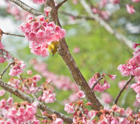 white-eye Bird on Cherry Blossom and sakuraの写真素材