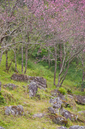 Wild Himalayan cherry landscape in Khun Huay Hang, Doi Inthanon, Chiang Mai ,Thailandの写真素材