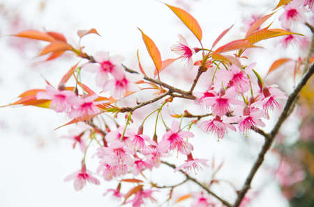 Wild Himalayan cherry landscape in Khun Huay Hang, Doi Inthanon, Chiang Mai ,Thailandの写真素材