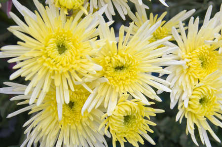 Chrysanthemum farm on Doi Inthanon mountain in Chiang Mai, Thailand.の写真素材