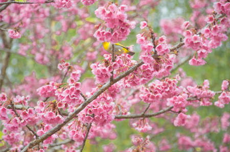 white-eye Bird on Cherry Blossom and sakuraの写真素材