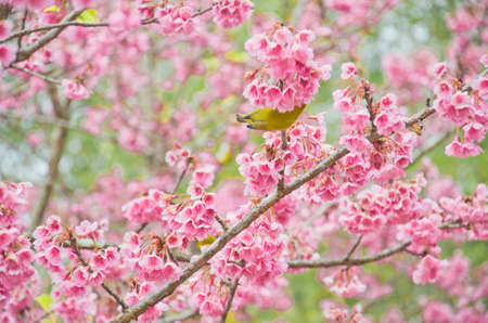 white-eye Bird on Cherry Blossom and sakuraの写真素材