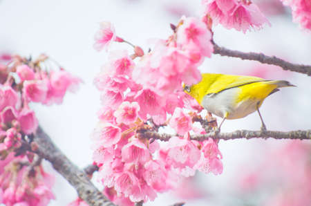 white-eye Bird on Cherry Blossom and sakuraの写真素材