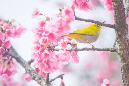 white-eye Bird on Cherry Blossom and sakuraの写真素材